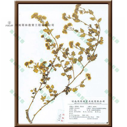 湖北野菊标本