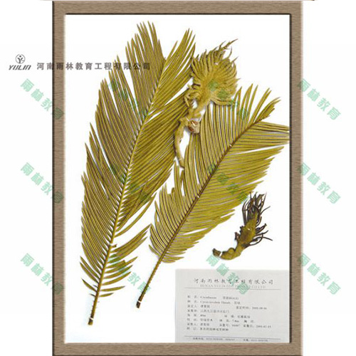 湖北苏铁科植物标本