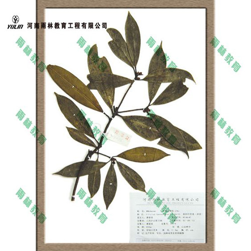 湖北八角茴香科