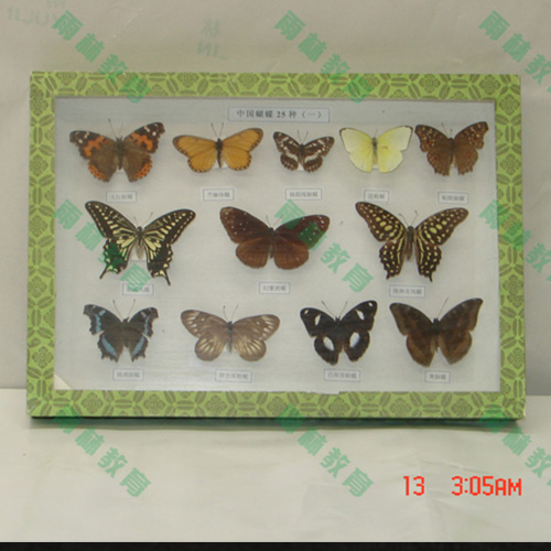 湖北蝴蝶标本