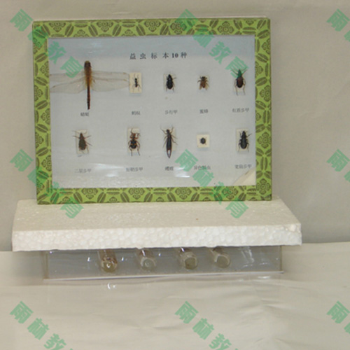 湖北益虫标本