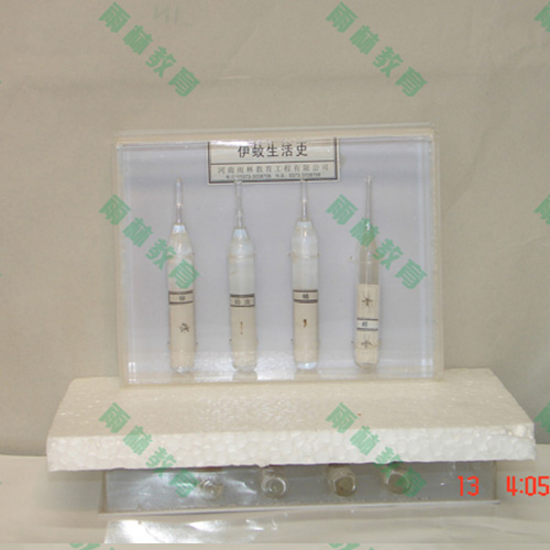 湖北害虫标本25种