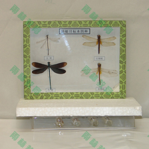 湖北常见昆虫100种