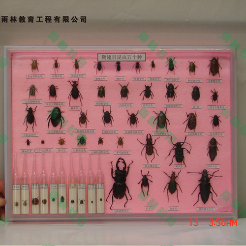 湖北鞘翅目科昆虫