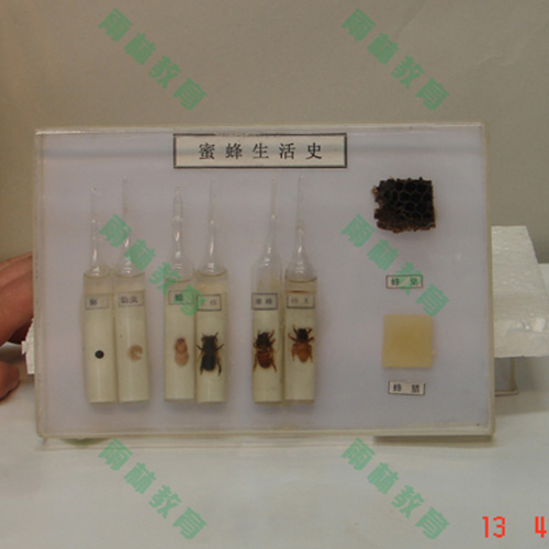 湖北昆虫生活史标本