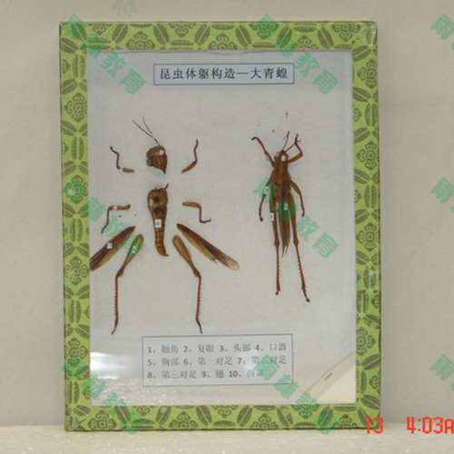 湖北同翅目科昆虫