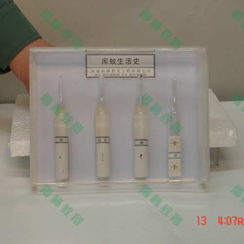 湖北膜翅目科昆虫