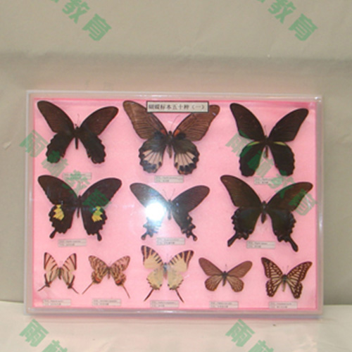 湖北中国蝴蝶100种