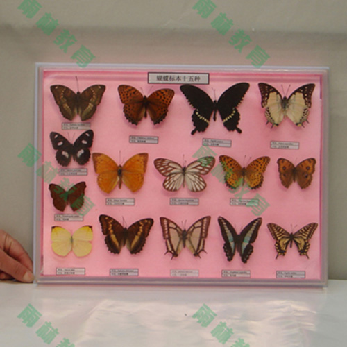 湖北昆虫足类标本