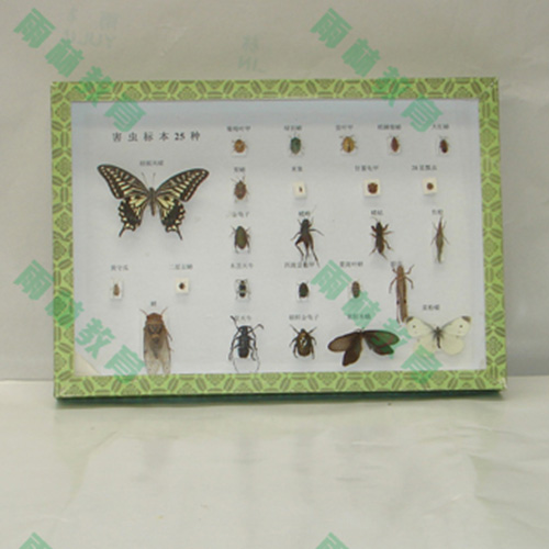 湖北农业昆虫标本