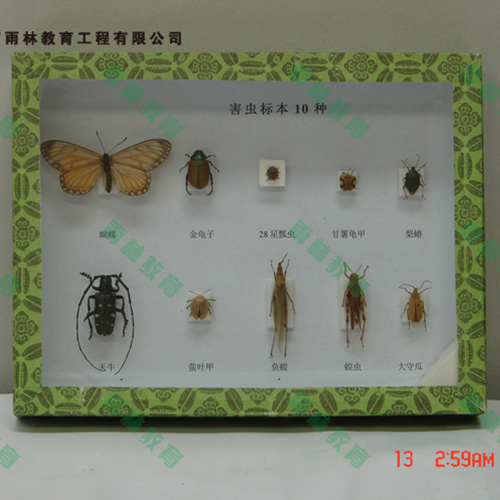 湖北园林害虫昆虫标本