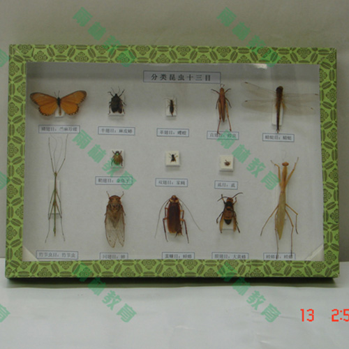 湖北昆虫分类标本
