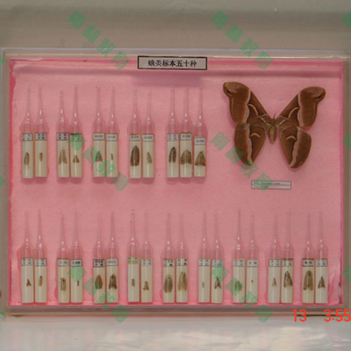 湖北常见蛾类100种