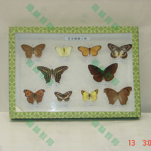 湖北进口昆虫100种