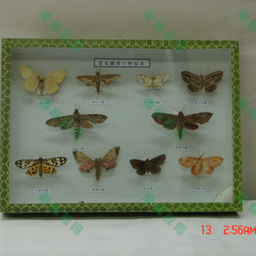 湖北常见昆虫套装标本