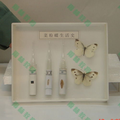湖北昆虫口器标本