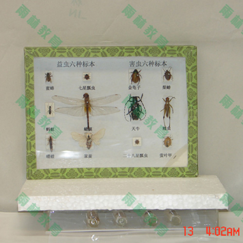 湖北害虫标本