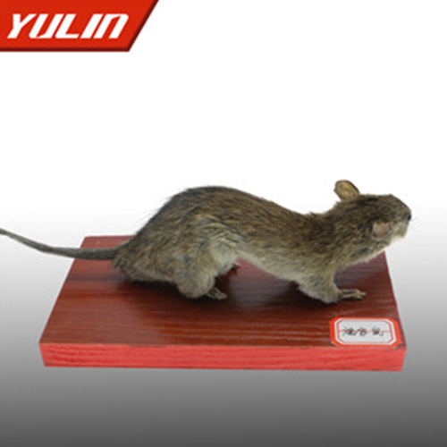 湖北褐家鼠标本