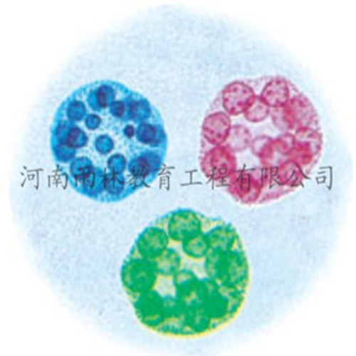 湖北运动系统塑化标本