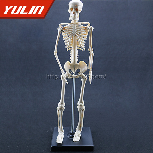 湖北女性全身骨骼模型