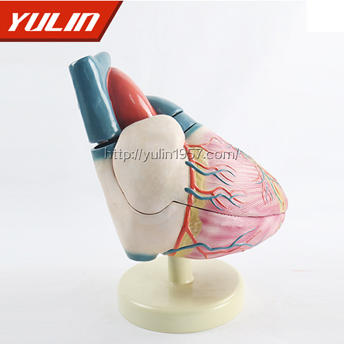 湖北人体心脏复苏模型