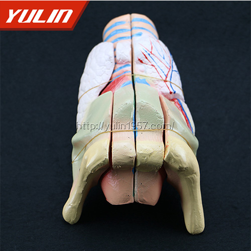 湖北标准全口牙模型