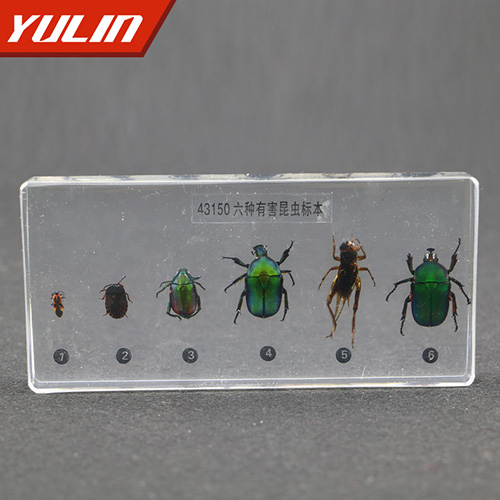 湖北有害昆虫包埋标本