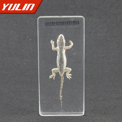 湖北爬行类动物包埋标本