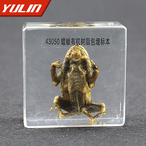 湖北蟾蜍包埋标本