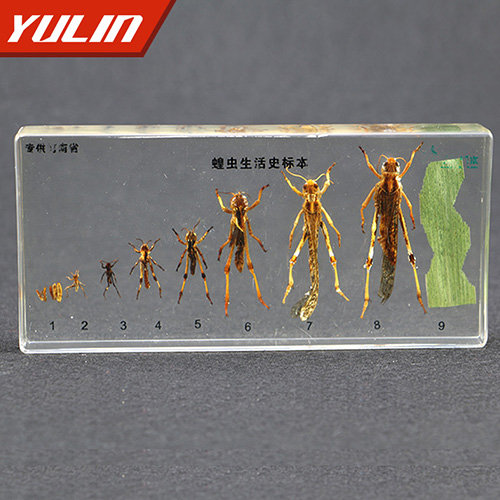 湖北蝗虫生活史包埋标本