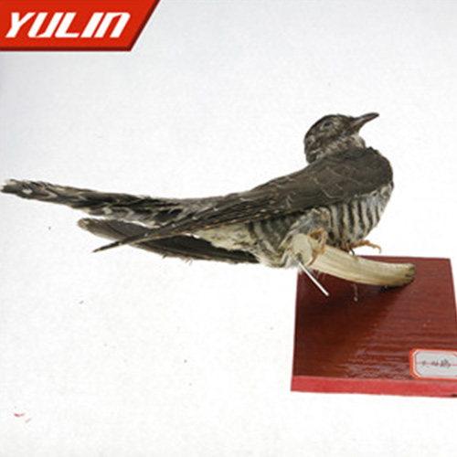 湖北大杜鹃标本