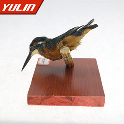 湖北普通翠鸟标本