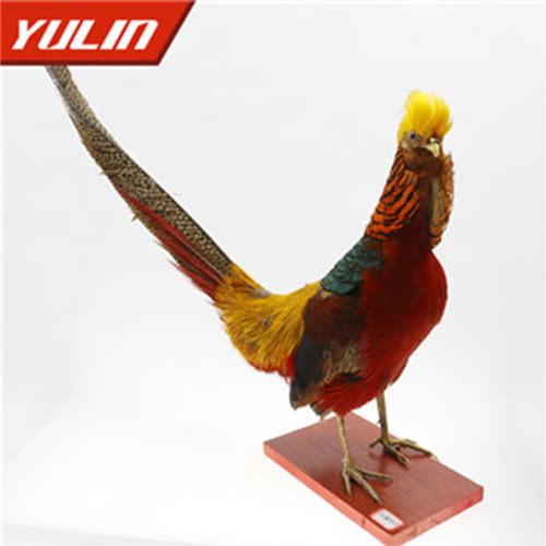 湖北红腹锦鸡标本