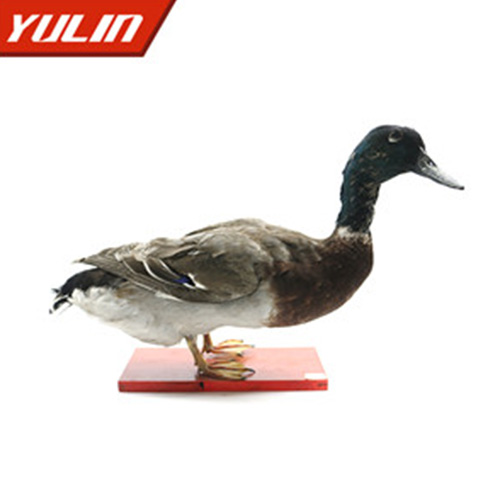 湖北绿头鸭标本