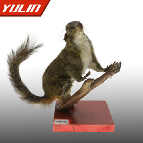 湖北红腹松鼠标本