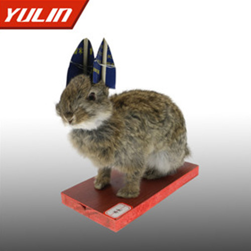 湖北草兔标本