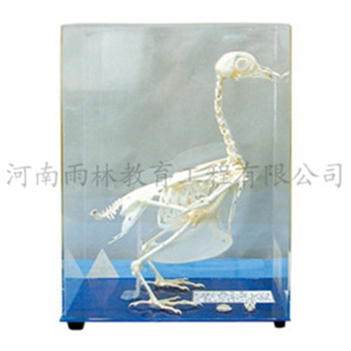 湖北鸽骨骼标本