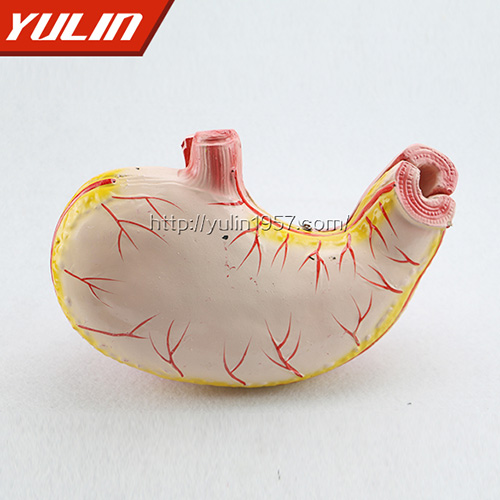 湖北胃解剖模型