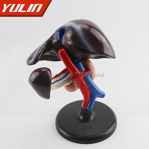 湖北肝、十二指肠、胰脏模型