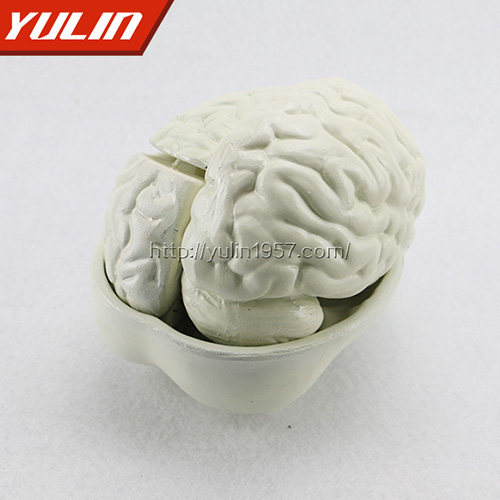 湖北脑解剖模型