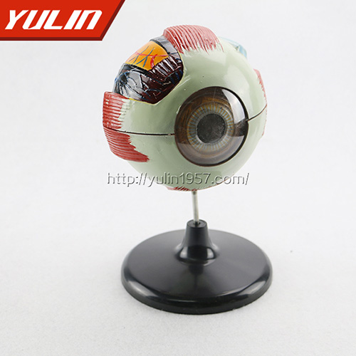 湖北眼构造模型