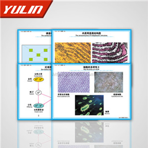 湖北高中教学投影片