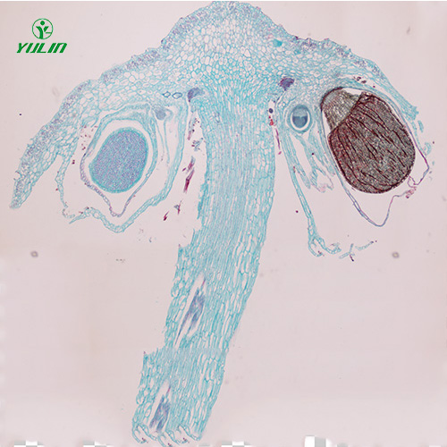 湖北苔藓植物生物实验玻片