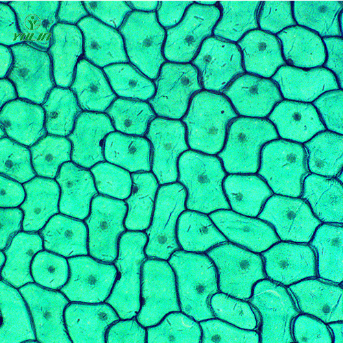 湖北植物生物学细胞及组织生物玻片