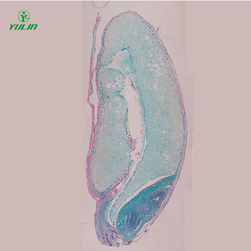 湖北植物生物学种子类生物玻片