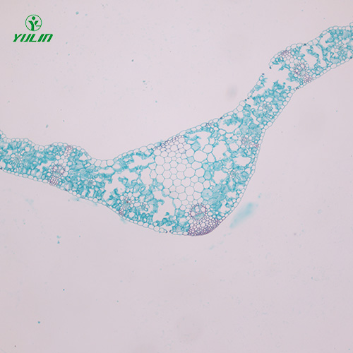 湖北植物生物学叶及叶的变态生物玻片