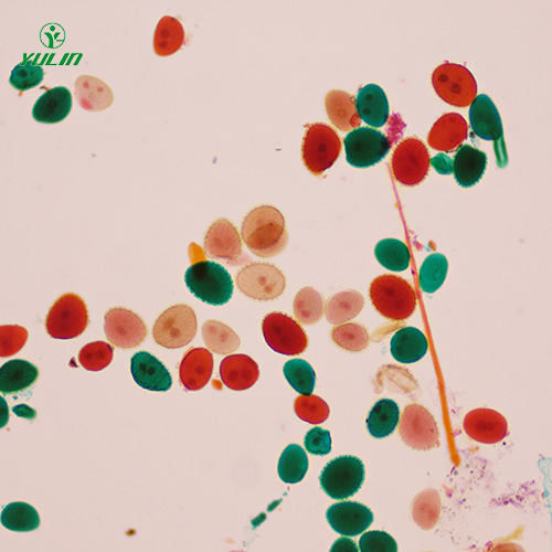 湖北植物生物学花及花的生长生物玻片