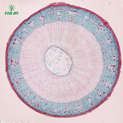 湖北植物生物学茎及茎的变态生物玻片