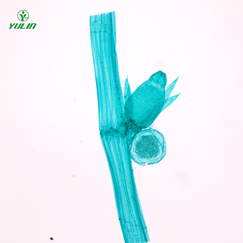 湖北植物生物学藻类植物生物玻片