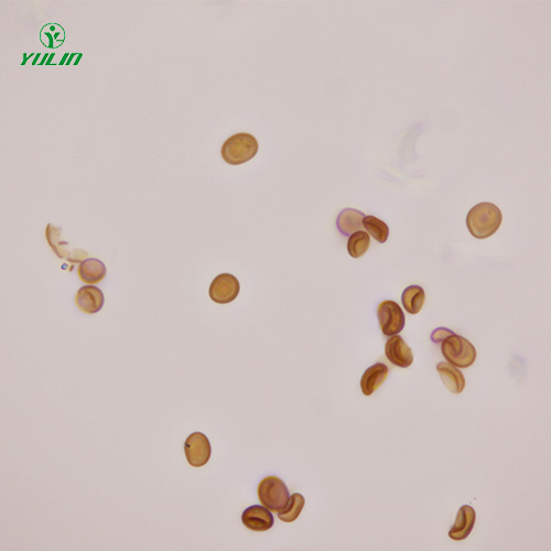 湖北植物生物学菌类植物生物切片